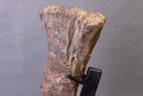 Huge, Adult Hadrosaur (Hypacrosaurus) Tibia Bone - Montana #245513-9